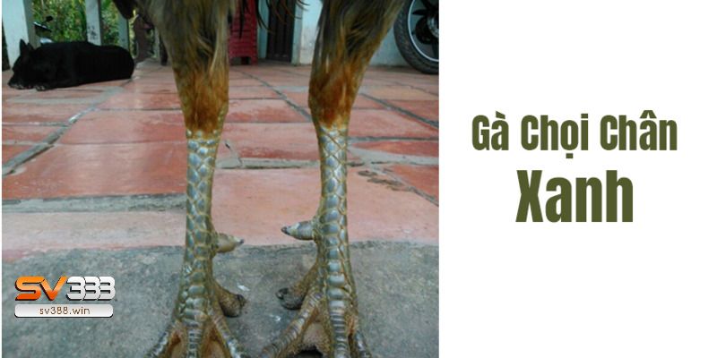 Bí Quyết Chọn Màu Chân Gà Đá Không Phải Ai Cũng Biết! 2 Gà chọi có chân xanh