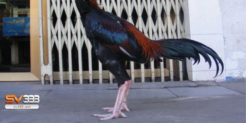 Bí Quyết Chọn Màu Chân Gà Đá Không Phải Ai Cũng Biết! 3 Gà chọi có chân màu trắng đá hay không?