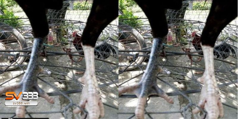 Bí Quyết Chọn Màu Chân Gà Đá Không Phải Ai Cũng Biết! 4 Gà có chân 2 màu