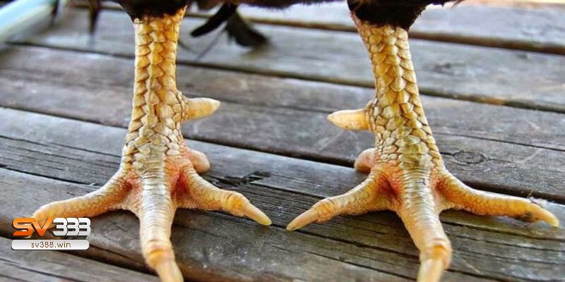 Bí Quyết Chọn Màu Chân Gà Đá Không Phải Ai Cũng Biết! 1 Tại sao phải chọn màu chân gà đá?