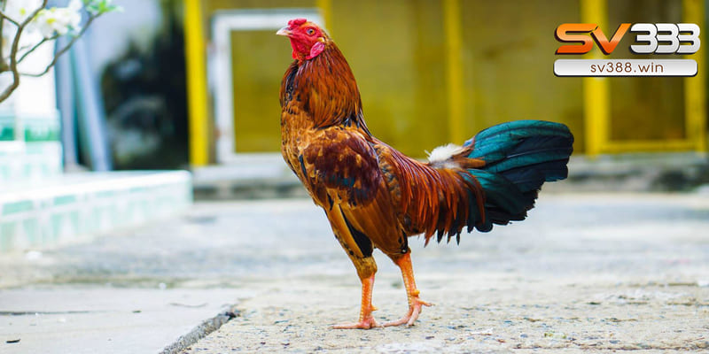 Phương pháp lai cận huyết