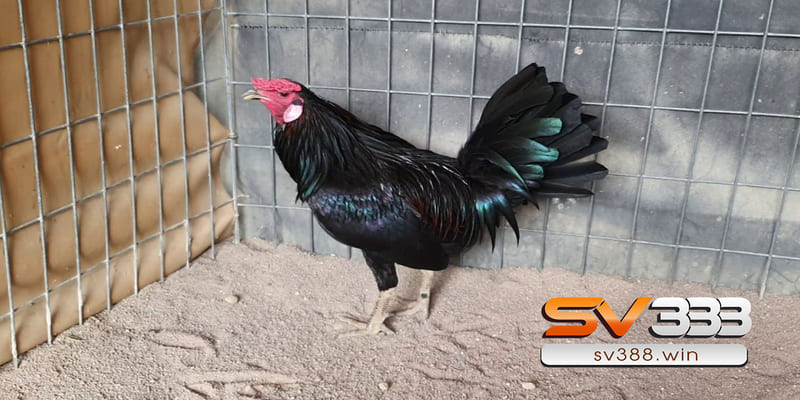 Kỹ thuật lai quần chủ yếu áp dụng ở các trang trại lớn