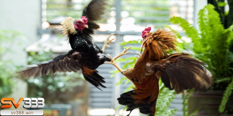 Giải đáp chi tiết ngày Tý đá gà gì?