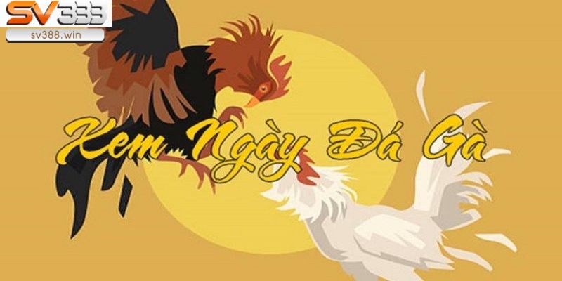 Xem những ngày đá gà khác ngoài ngày Tý
