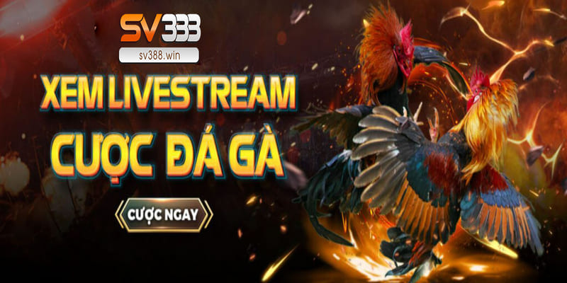 SV388 – Link Đá Gà SV388 Hôm Nay Không Bị Chặn 1 Đá gà SV388 hoạt động dưới sự kiểm soát của Venus Casino