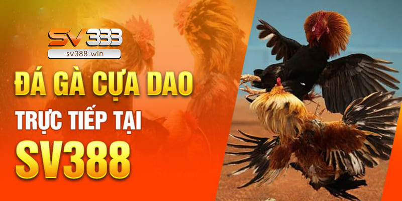 SV388 – Link Đá Gà SV388 Hôm Nay Không Bị Chặn 4 Đá gà cựa dao hấp dẫn, nghẹt thở từng trận đấu