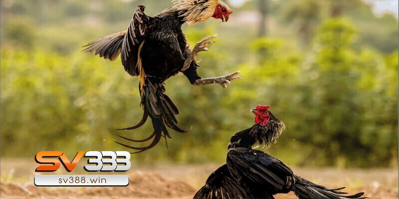 Giải đáp: Lý do tại sao đá gà trên mạng luôn thua? 3 Cách để chơi đá gà trên mạng luôn thắng