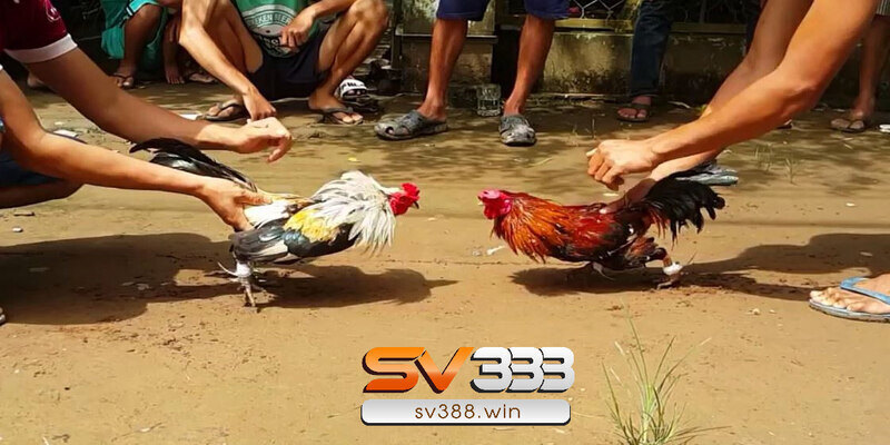 Giải đáp: Lý do tại sao đá gà trên mạng luôn thua? 5 Tham khảo nhiều kinh nghiệm đá gà