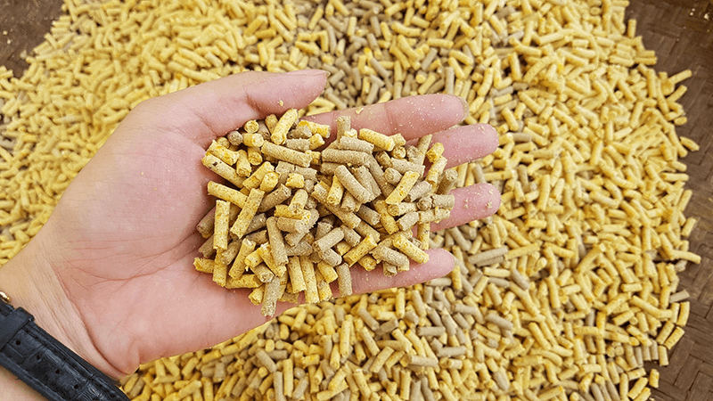 Thức ăn công nghiệp cho gà chọi