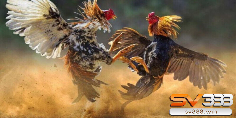 Hướng dẫn xem ngày đá gà tốt giúp chiến kê thắng trận 1 Xem ngày đá gà là gì?