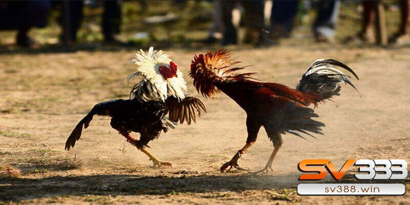 Hướng dẫn xem ngày đá gà tốt giúp chiến kê thắng trận 3 Hướng dẫn xem ngày đá gà tốt nhất theo 12 con giáp