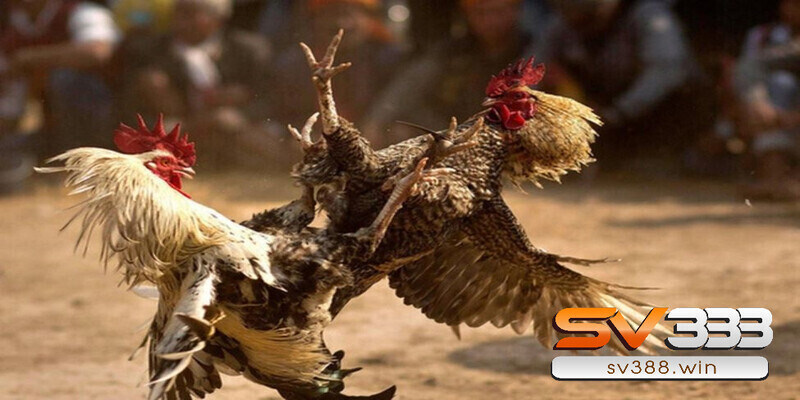 Hướng dẫn xem ngày đá gà tốt giúp chiến kê thắng trận 4 Xem ngày đá gà cho mỗi loại gà